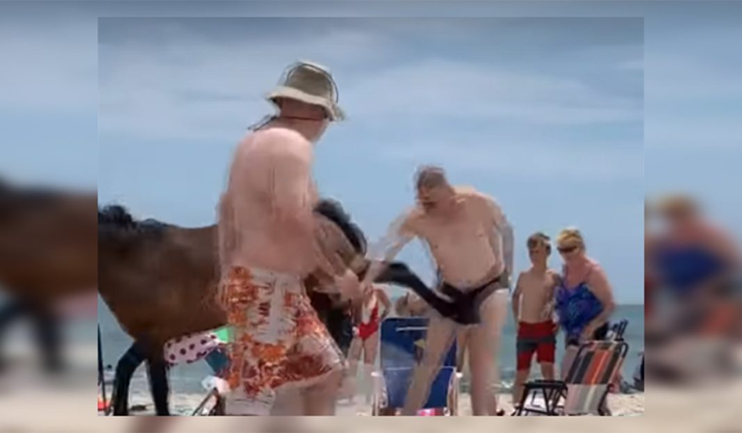 ¡No me toques! Caballo le da lección a turista