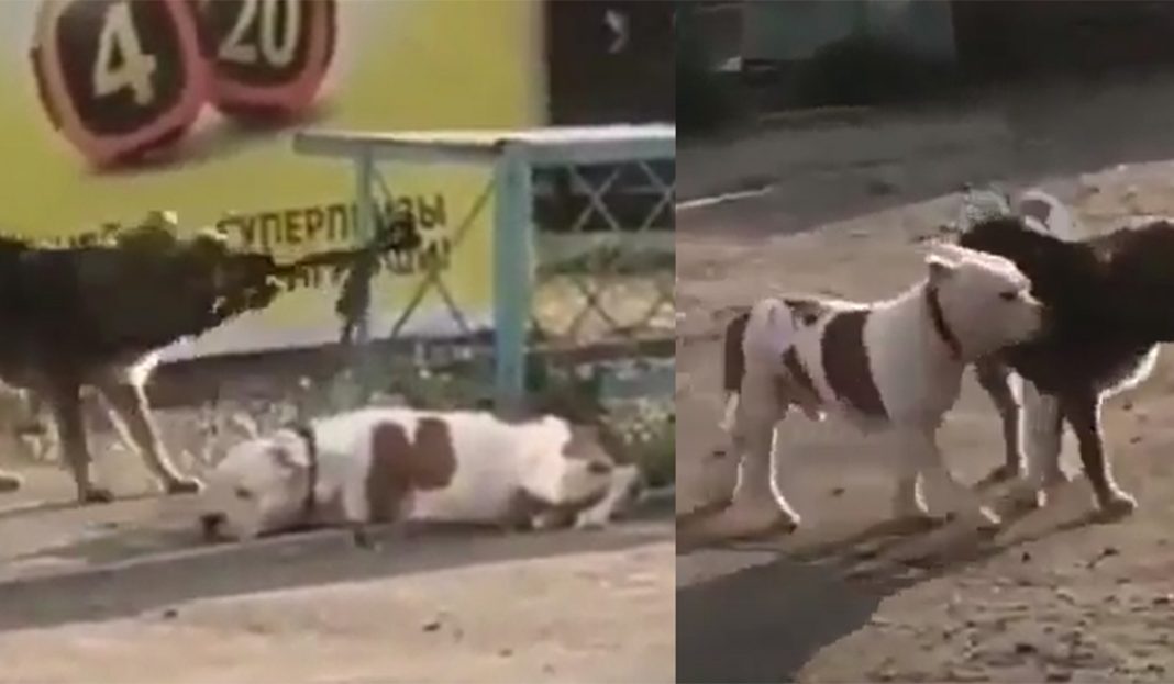 Perrito desata a su amigo y se lo lleva de paseo