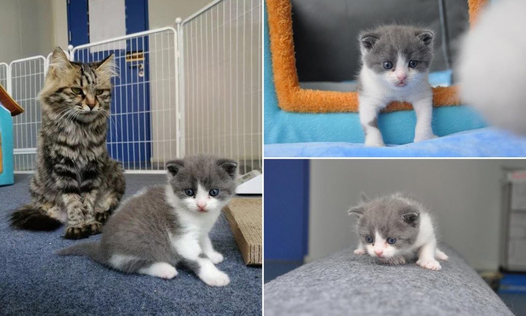 Clonan a un gatito en China y lo nombran Garlic