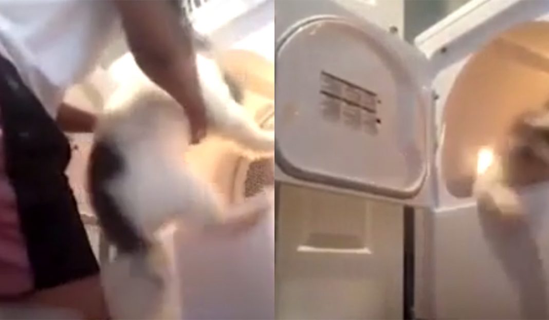 ¡Vieja Loca! Joven mete su perro a la secadora