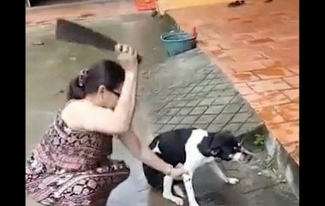 Buscan justicia para mascota a la que le cortaron una pata como castigo