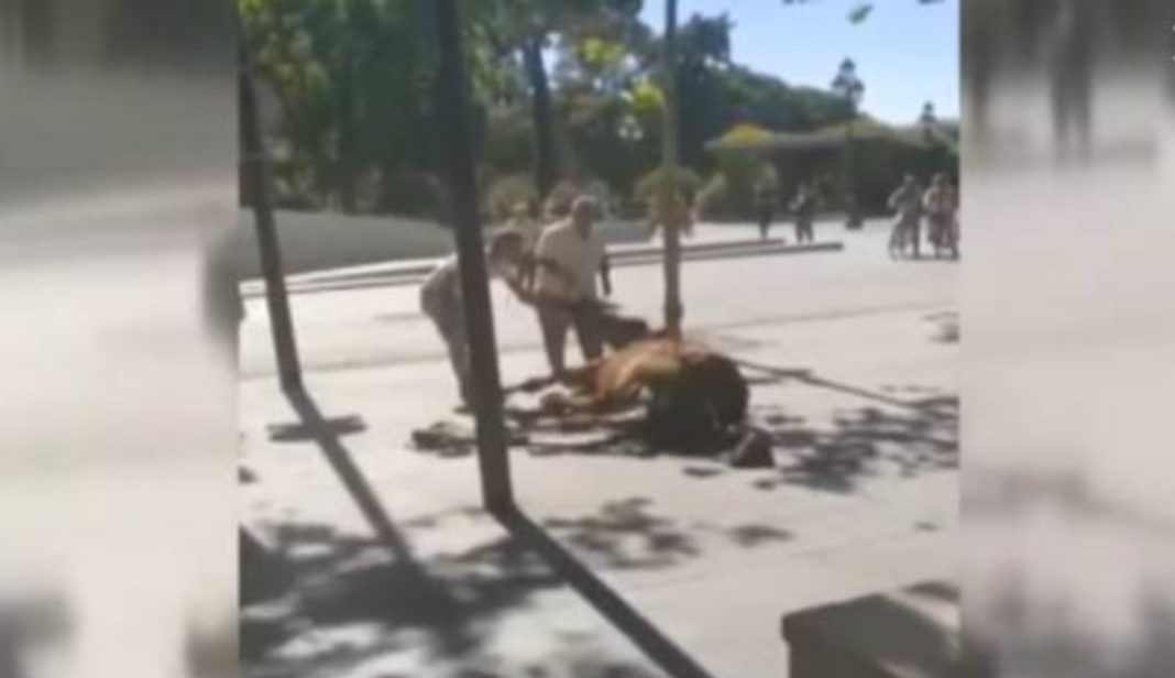 Un caballo en estado de deshidratación se desploma en plena calle