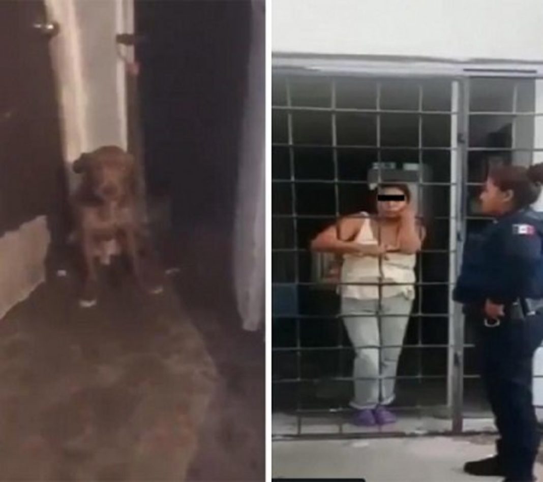 Mujer que mataba perros en Puebla los vendía como carne enchilada
