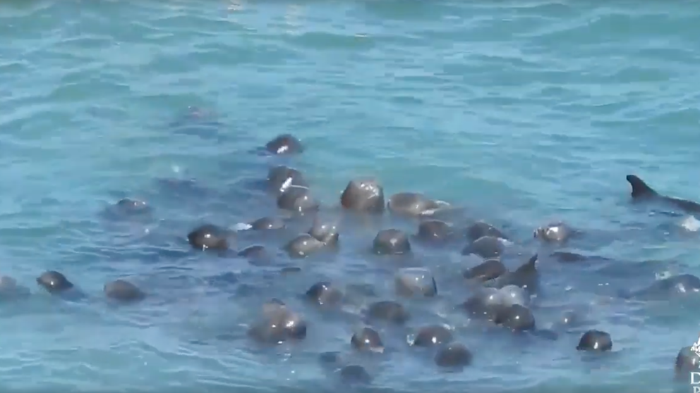 Delfines se acurrucan entre sí antes de ser asesinados en caza masiva de Japón