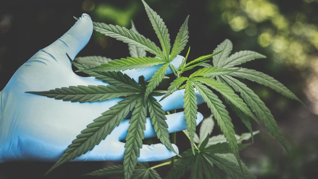 Morena va por legalización, cultivo, venta y distribución de la marihuana