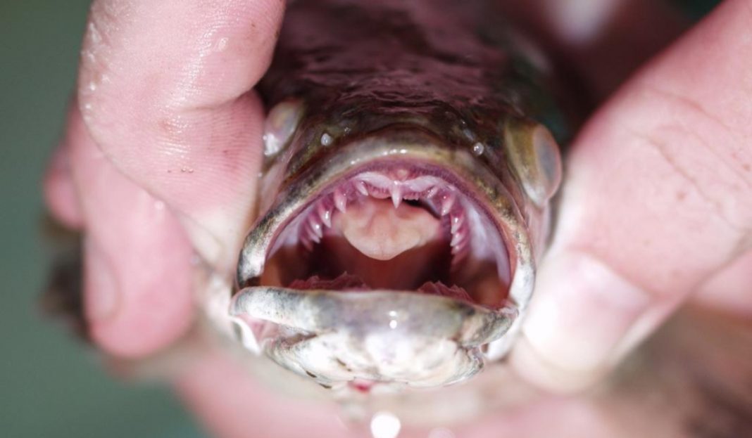 «Si lo encuentras, mátalo y congélalo»: el voraz pez cabeza de serpiente que respira fuera del agua