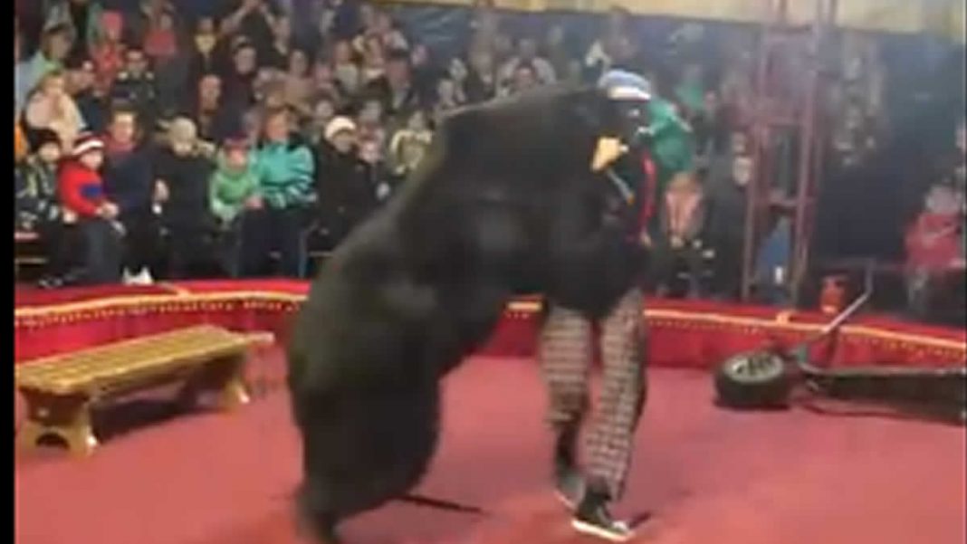 Oso de circo ataca a su domador en plena función