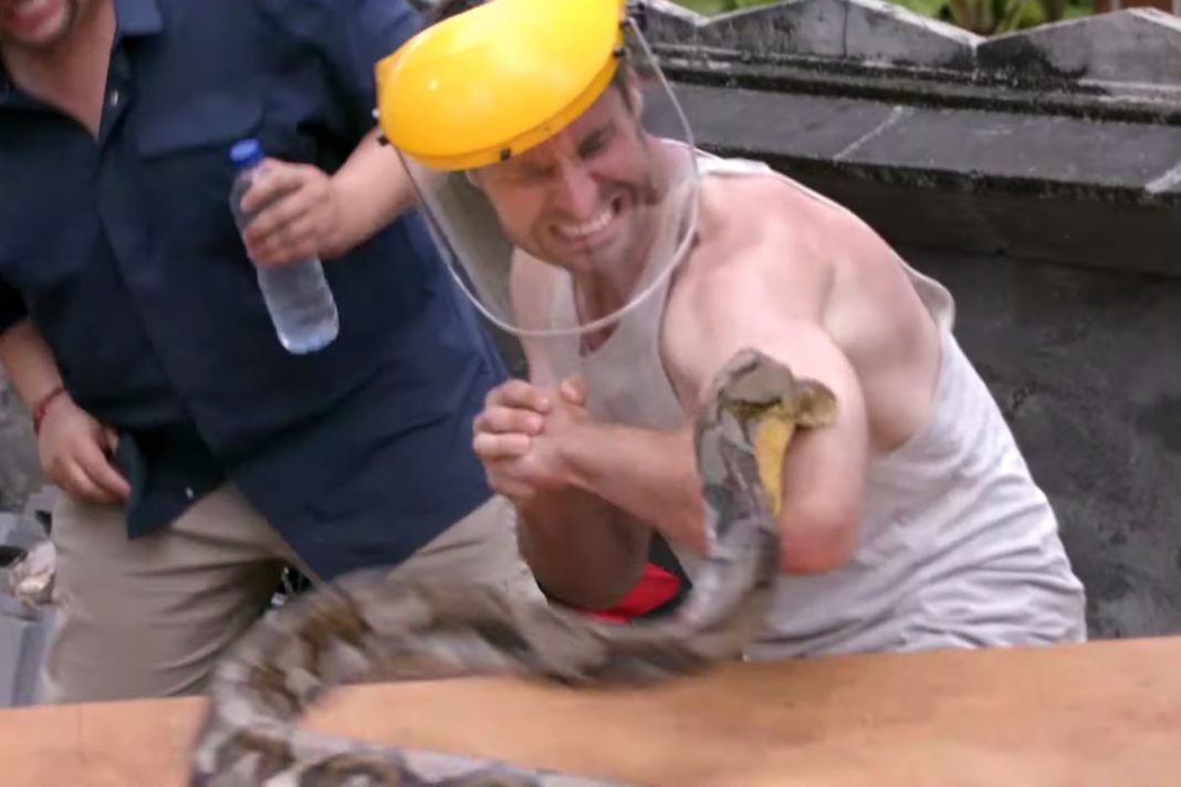 Presentador se deja morder por una pitón para «medir el dolor»