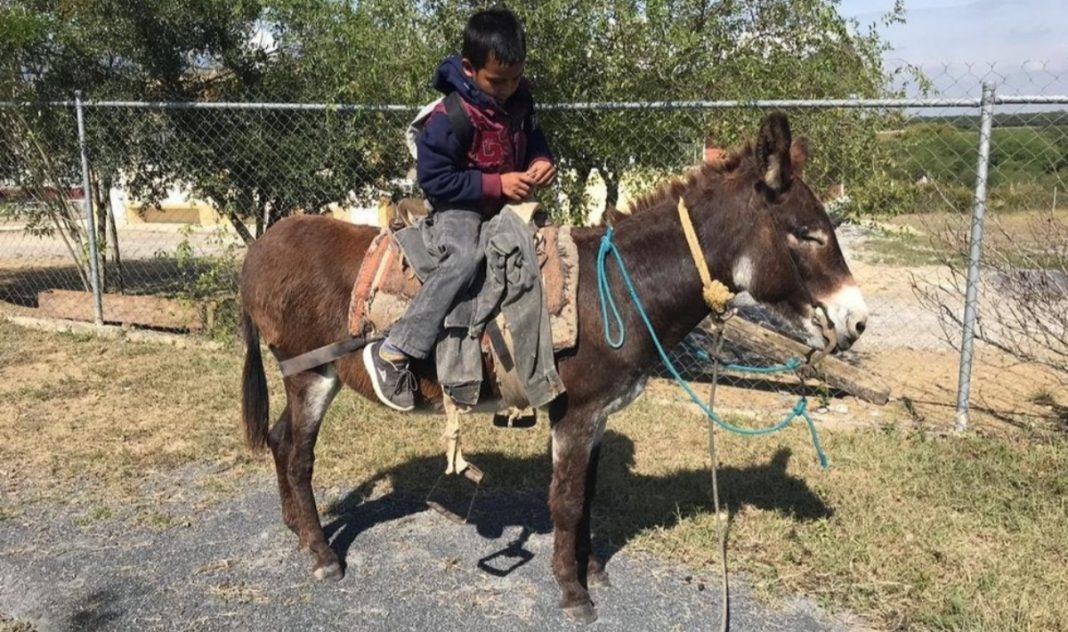 Niño asiste a su escuela en burrito ¡Que hermoso! #MexicanitoRifado
