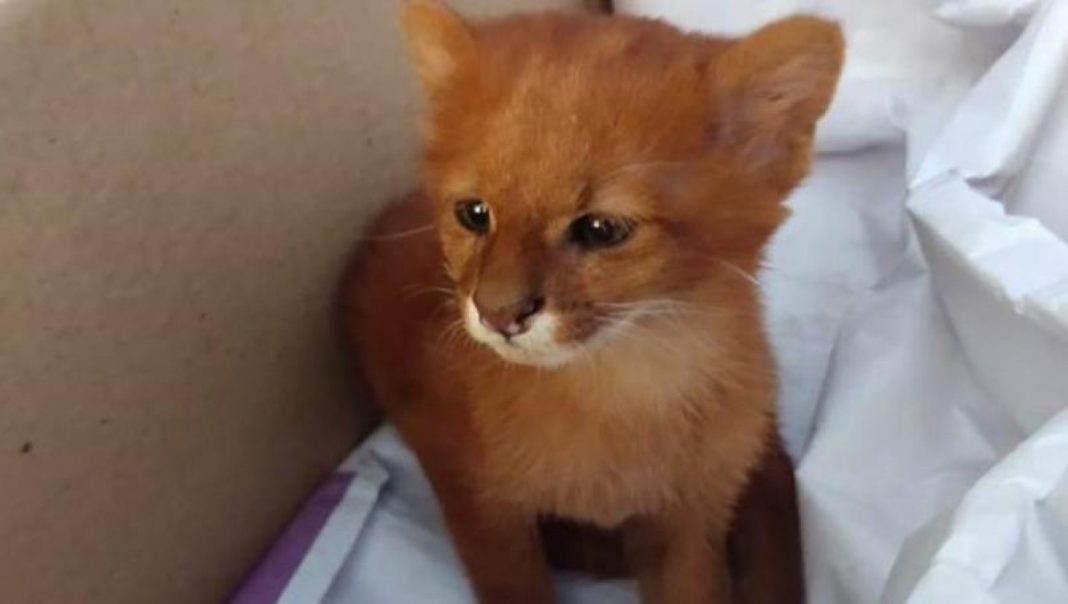 Una joven rescata y cría a un puma pensando que era un gato
