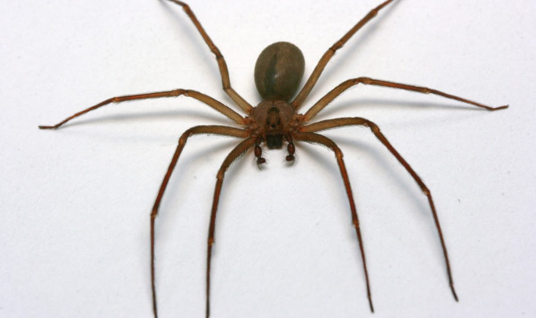 Joven se encuentra grave de salud tras mordida de araña violinista en una taquería