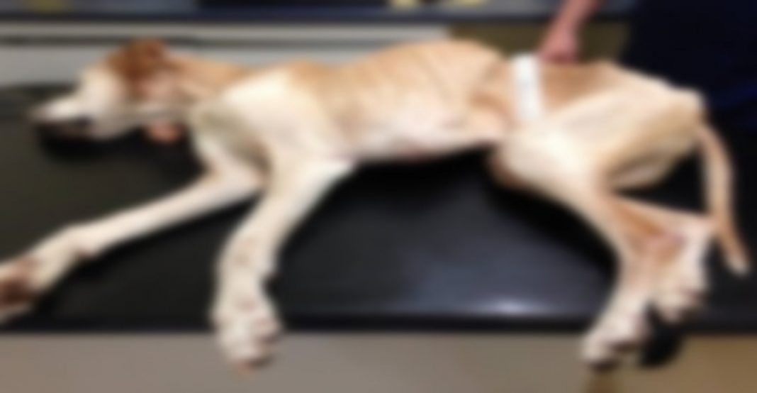 Mujer de Puebla a la cárcel ¡Dejó morir a su perro sin agua ni comida!