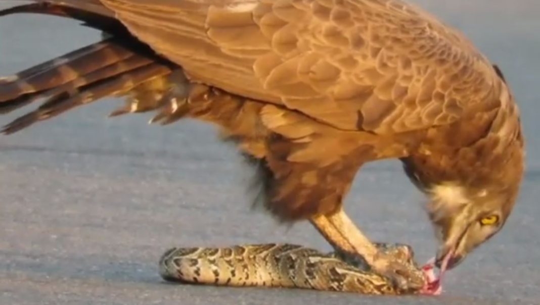 Captan a águila que devora una serpiente en parque nacional de Sudáfrica