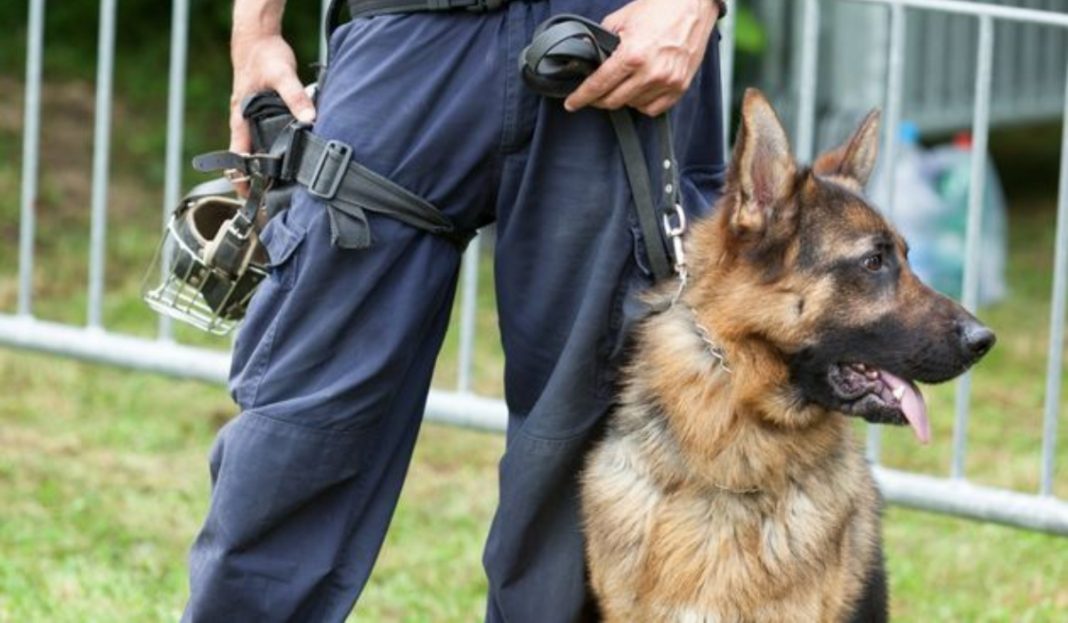 Durante exhibición canina en un instituto, Policía detecta a tres menores con estupefacientes