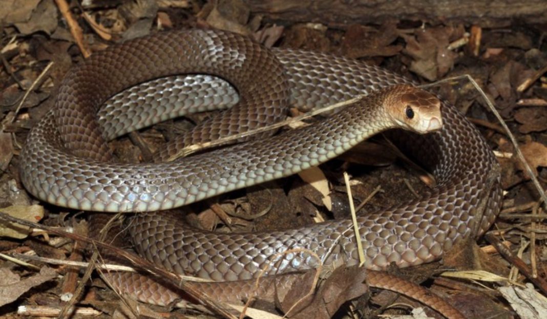 Mujer encuentra inofensiva serpiente en el baño de su casa y resulta ser una de las más venenosas del mundo