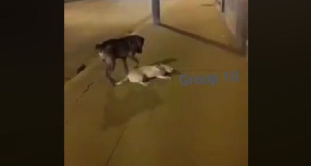 Perrito intenta despertar a su compañero tras ser atropellado