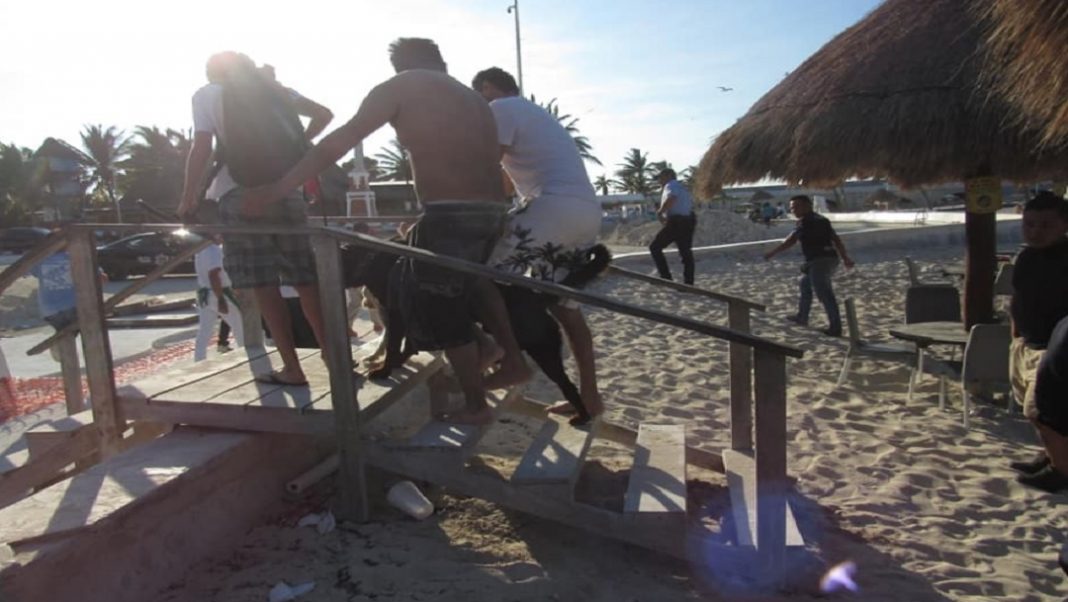 Rottweiler destroza rostro de niño de 6 años en Yucatán