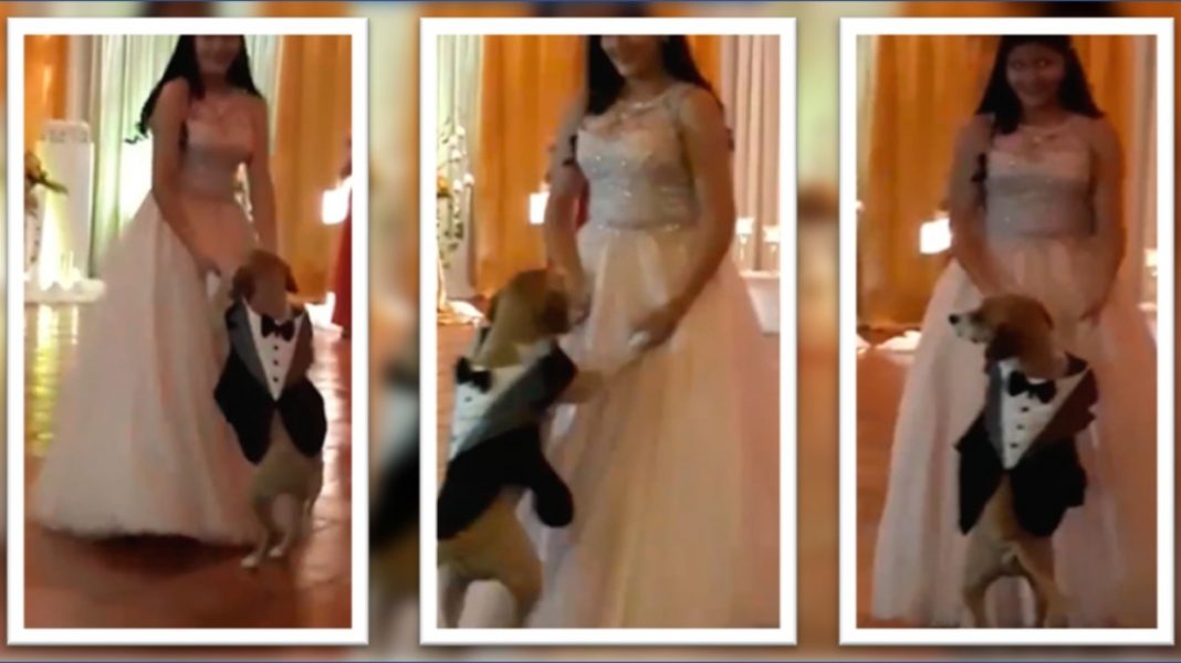 Quinceañera baila con el mejor chambelán del mundo… ¡su perrito!