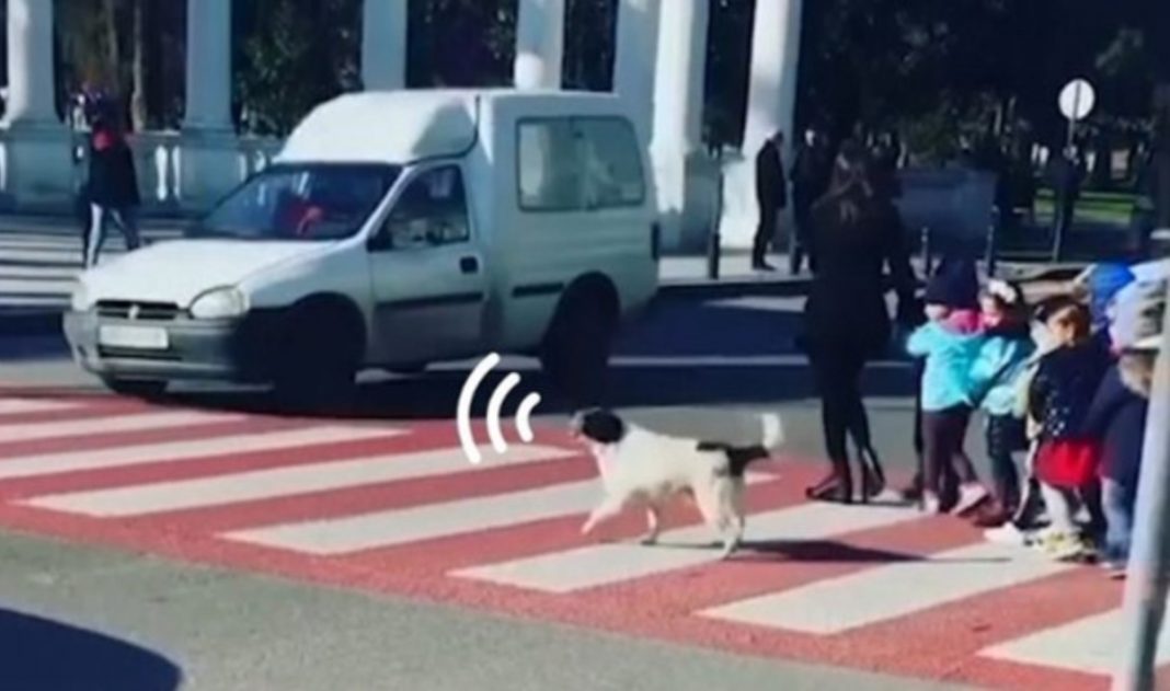 Perrito callejero cuida a niños que pasan cruce peatonal