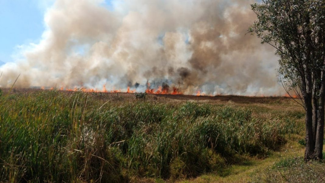 Reportan fuerte incendio en pastizales de Xochimilco