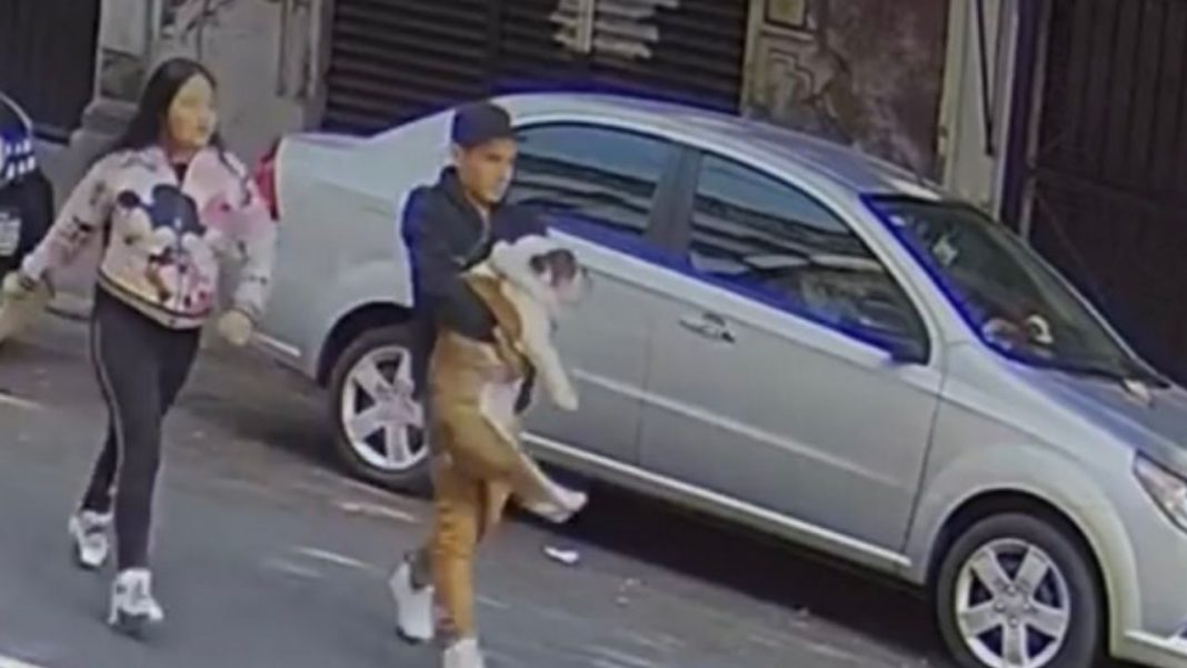 Captan a pareja robándose a perrito bulldog inglés en la Roma