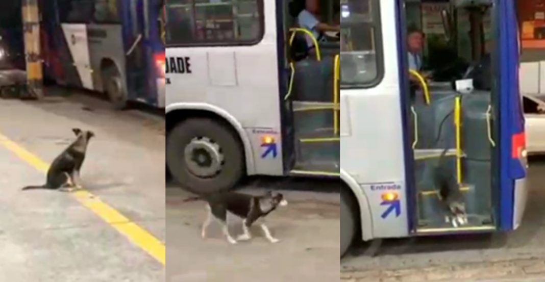 Perrito espera diario a chofer que le regala comida
