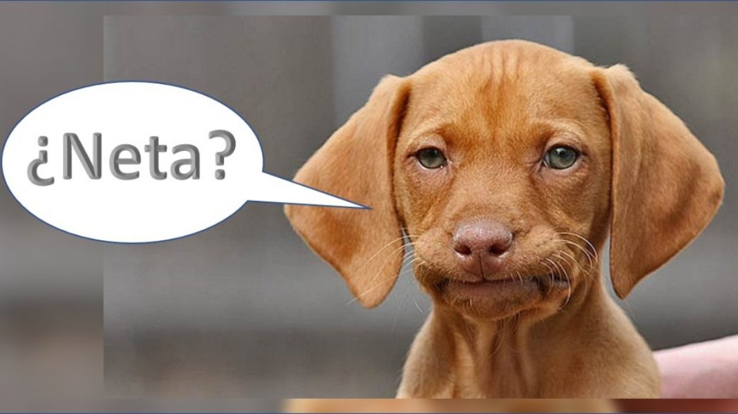 PETA dice que no les digas «mascota» a tu perro o gato porque es totalmente «despectivo»