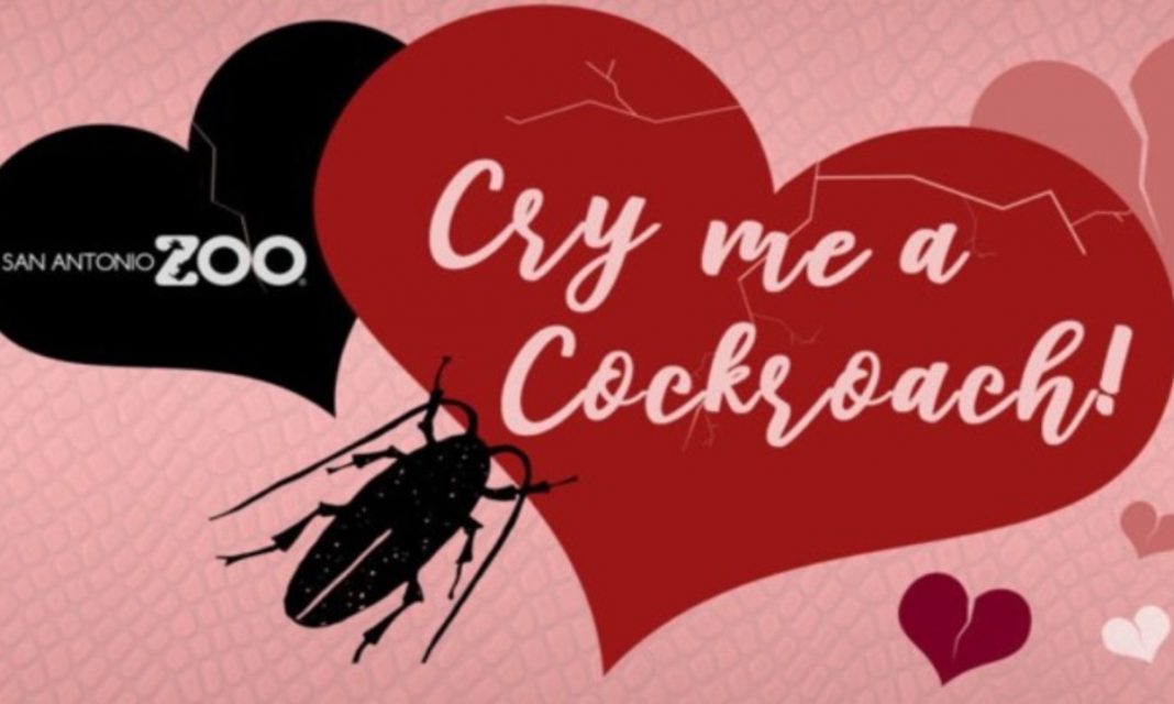 ¿Sabías que puedes bautizar a una cucaracha o a una rata con el nombre de tu ex?