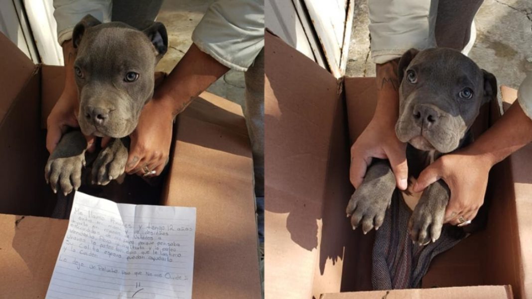 Niño da en adopción a su perrito para que su papá no lo siga golpeando