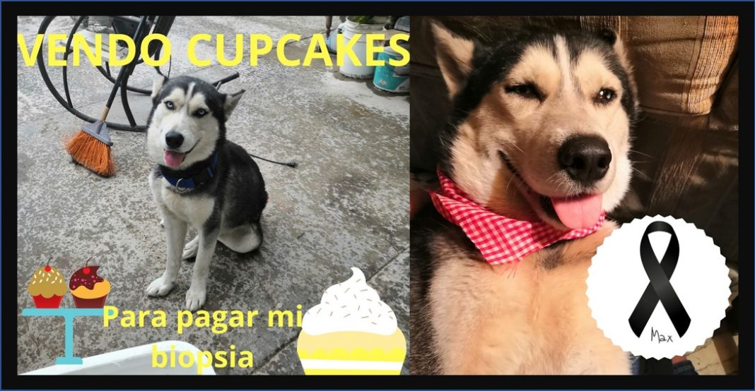 Muere Max, el perrito que vendía cupcakes para pagar sus quimioterapias