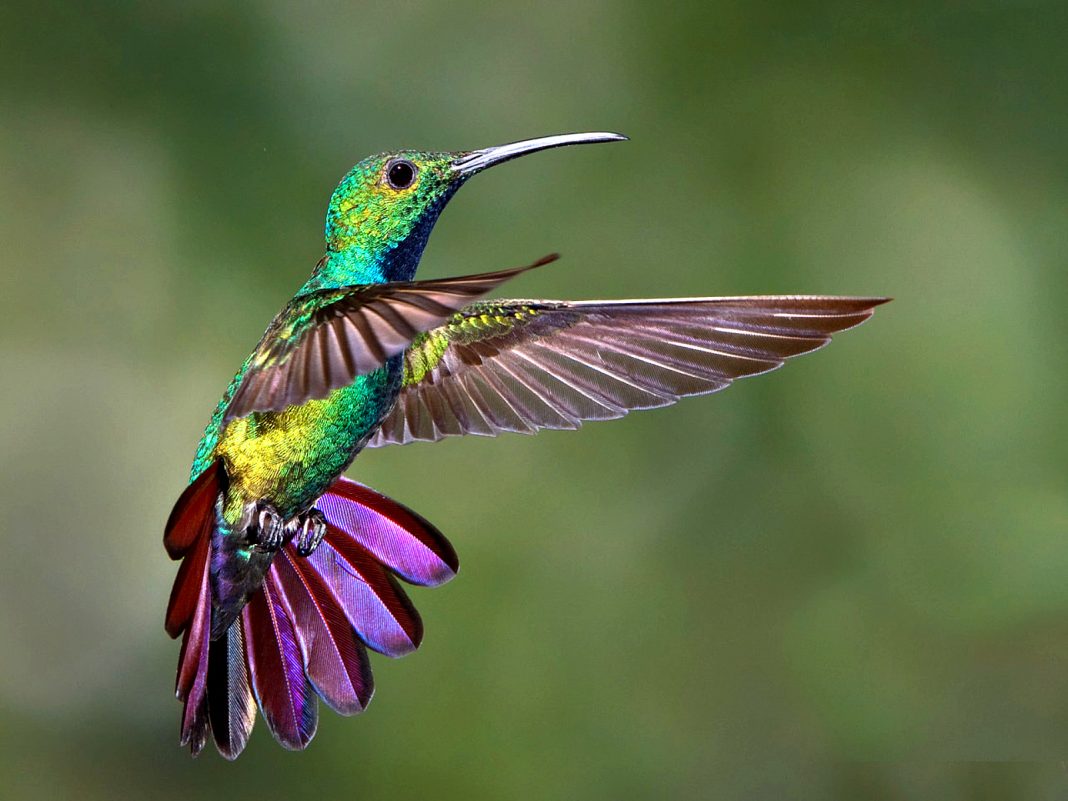 Con estos jardines urbanos buscan salvar al colibrí