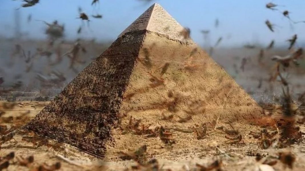 Plaga de langostas pone en alerta a Egipto