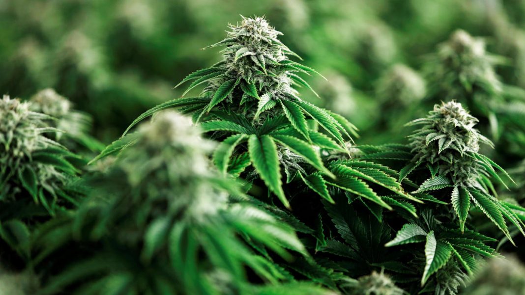 Crean Consejo Mexicano de Cannabis para ayudar a explotar mercado en México