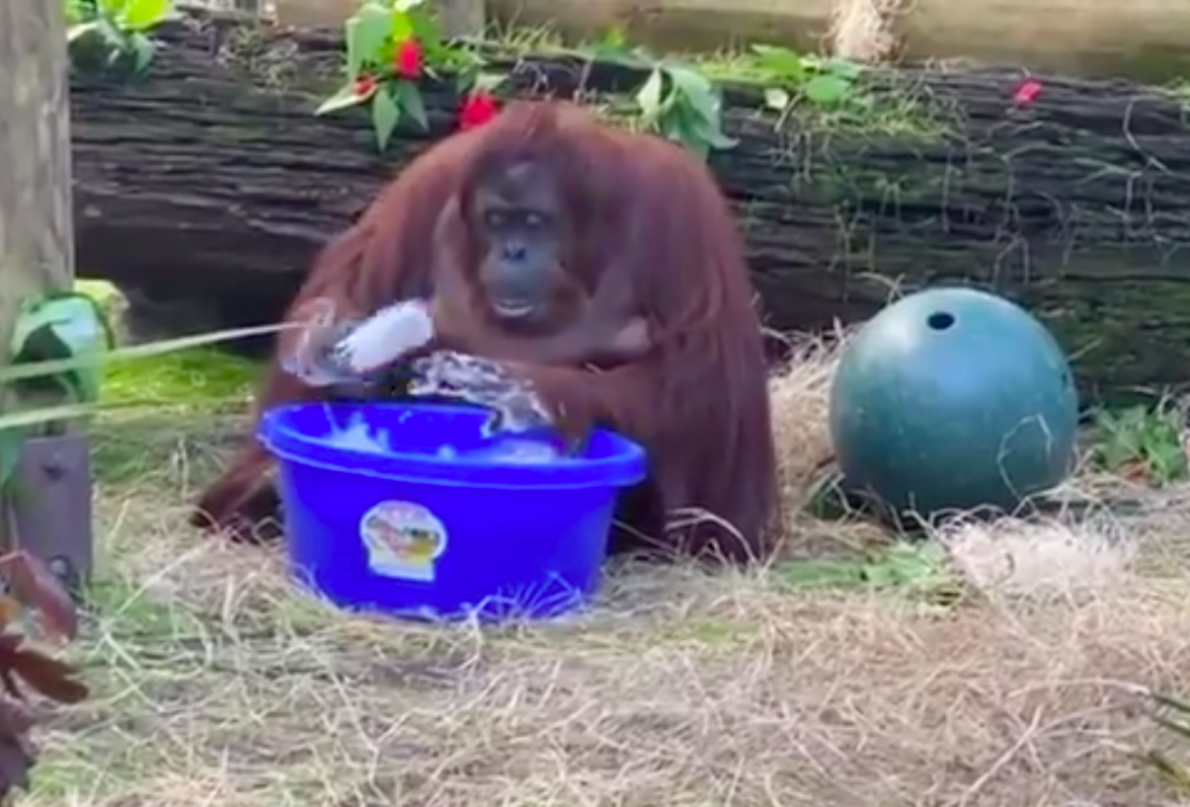 Esta Orangután también se lava las manos por coronavirus