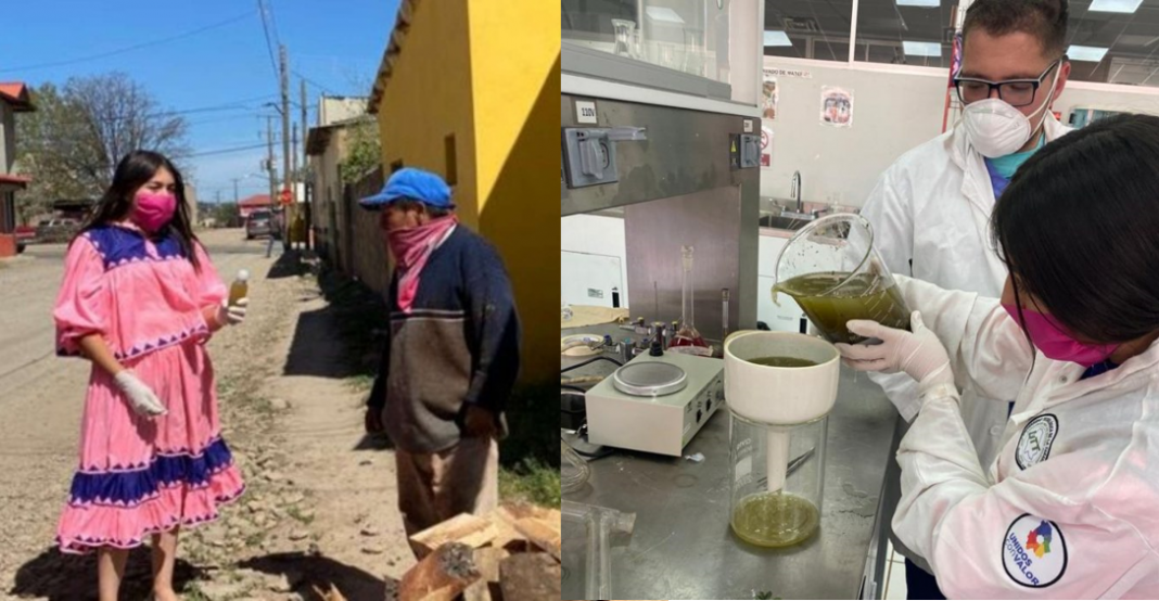 Crean gel antibacterial con plantas originarias de comunidad indígena de Guachochi