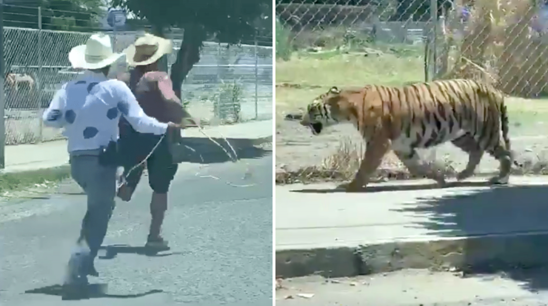 Tigre se pasea en Jalisco, intentan lazarlo