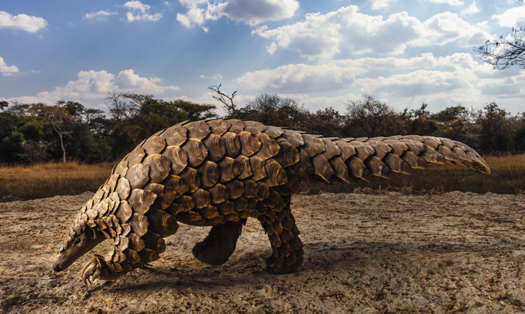 Pangolines no son fuente directa del COVID-19: estudio