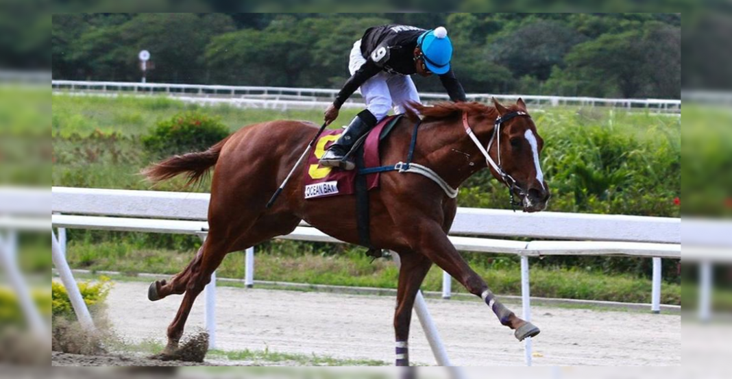 En Venezuela, roban afamado caballo de carreras ¡para comérselo!