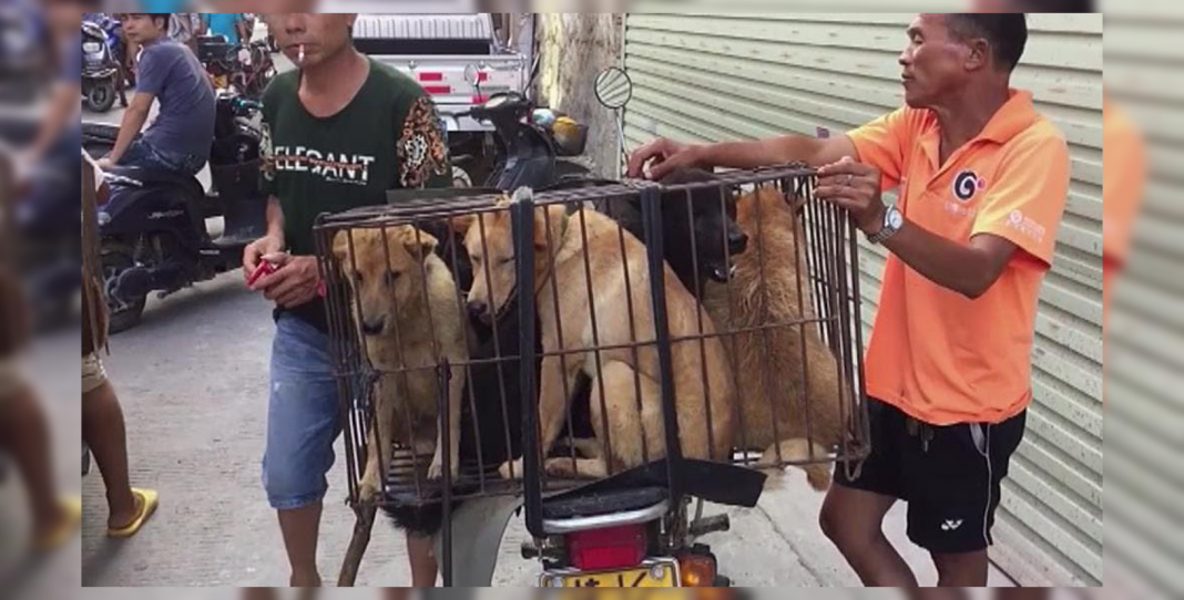 ¡No importó la pandemia!, China inicia la feria anual de carne de perro