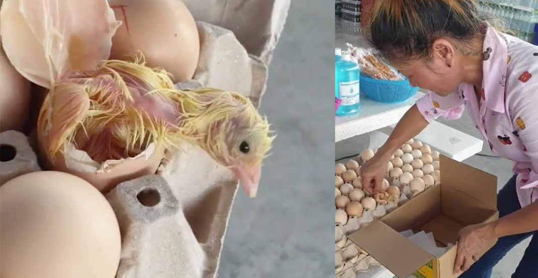 Pollito sale del huevo, ¡por poco y lo venden en el mercado!
