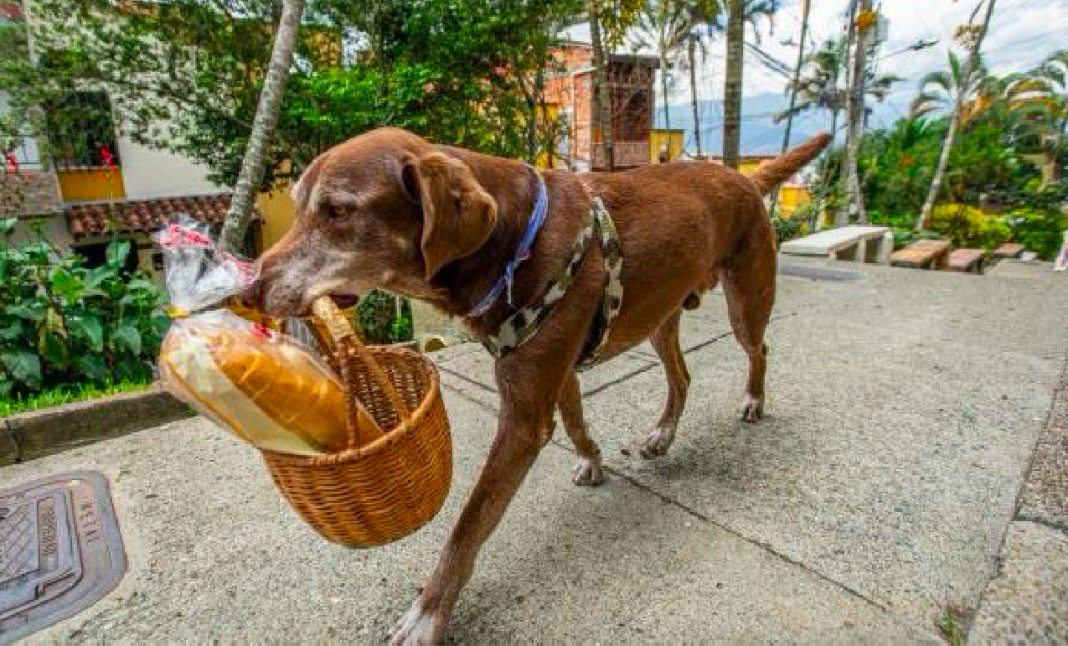 ¡No tienen corazón! Roban a lomito que repartía mandado en canasta