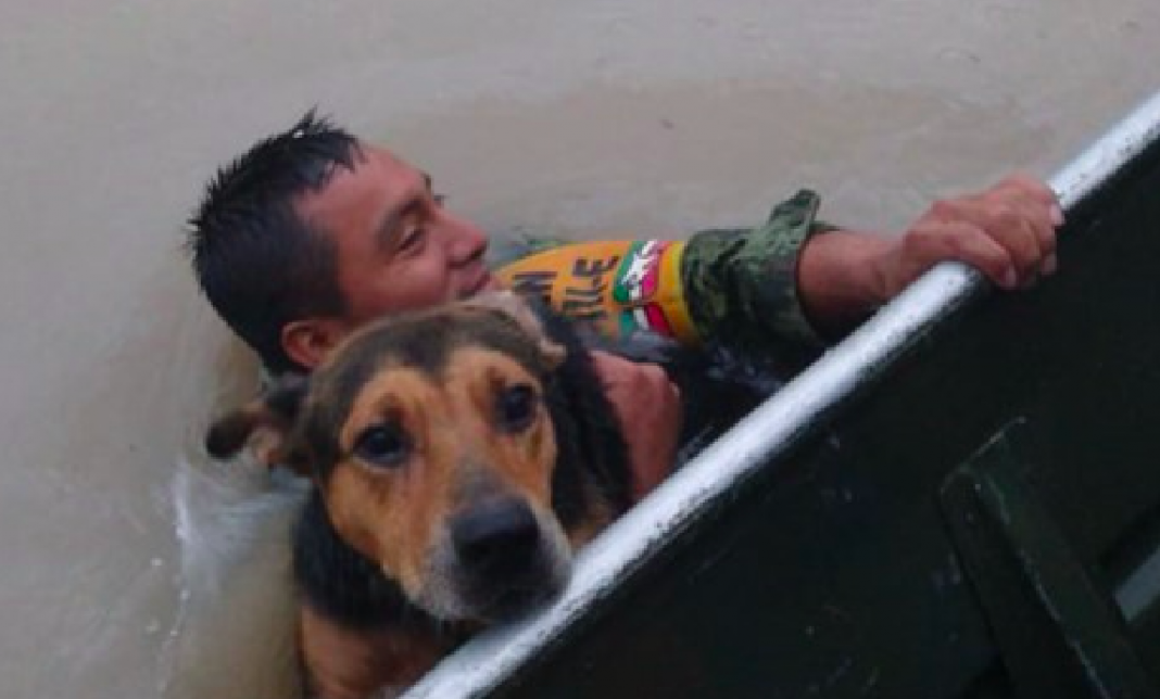 ¡Héroe sin capa! Soldado rescata de morir ahogado a perrito en inundación