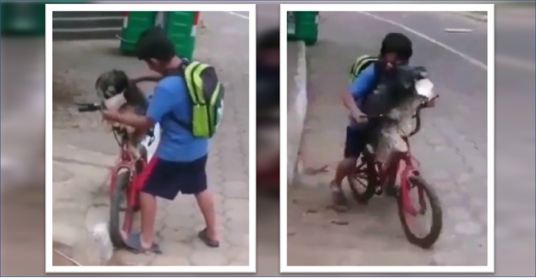 Niño pone cubrebocas a su perrito para salir a pasear y no se contagie