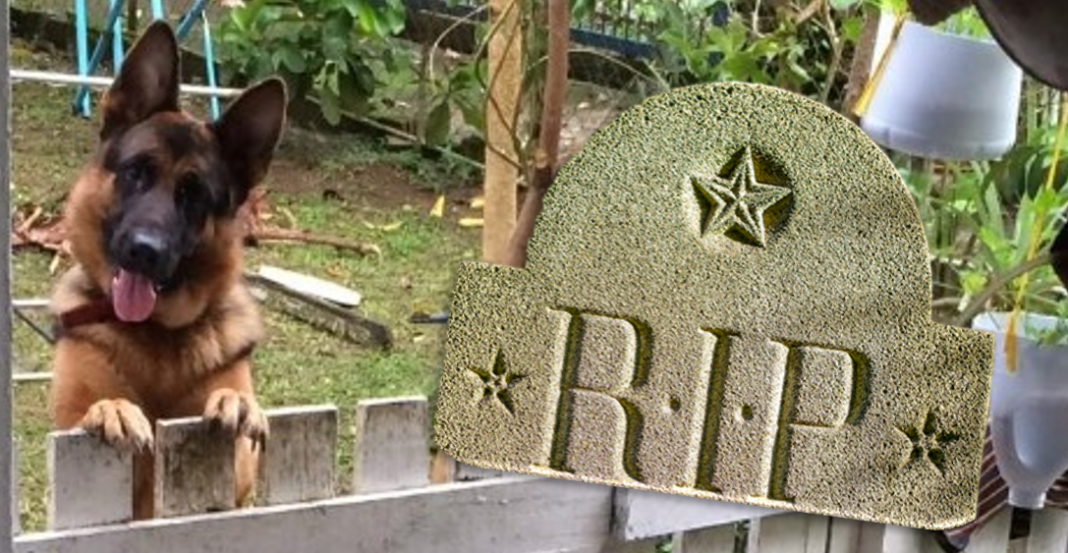 Muere Buddy, primer perrito al que le detectaron coronavirus en Estados Unidos