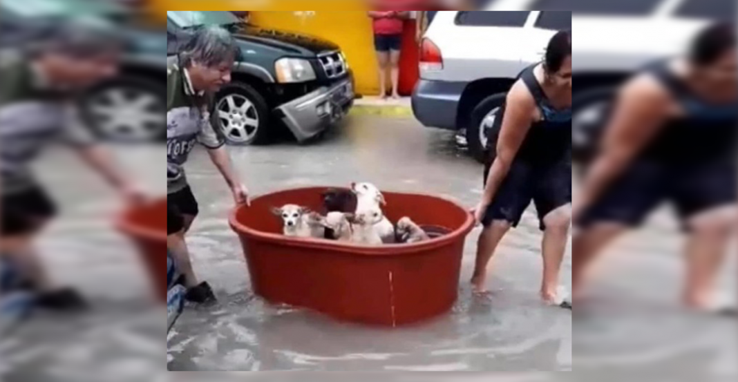 Familia de Tamaulipas, rescata lomitos en medio de inundaciones