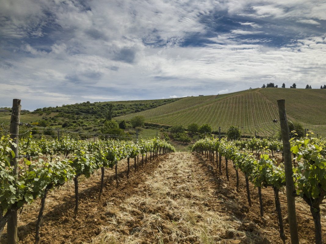 Bodegas Emilio Moro presenta su proyecto en El Bierzo
