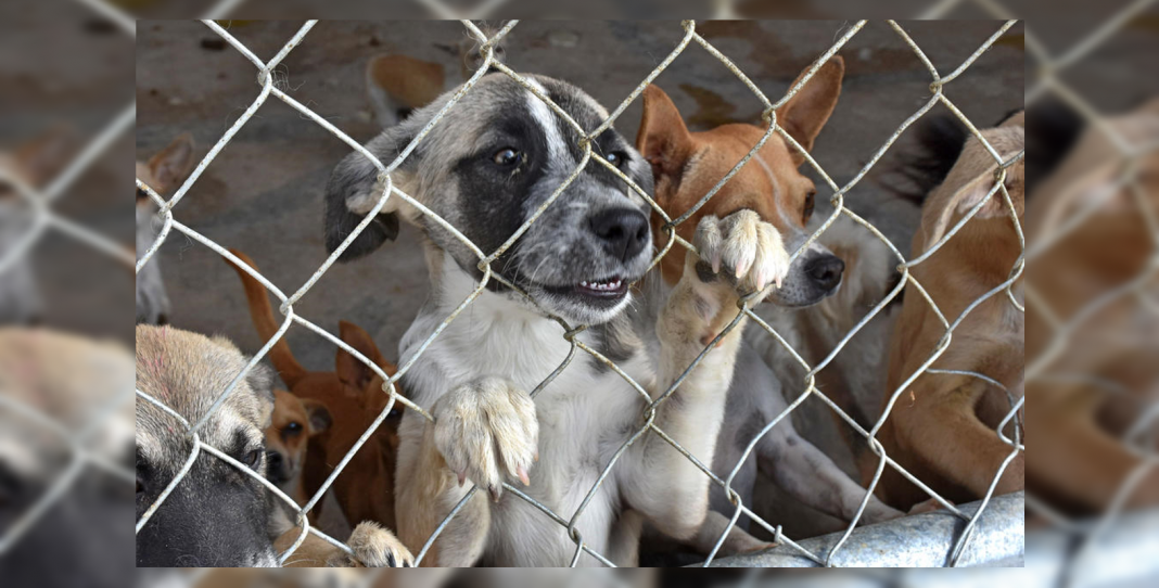 ¡Adopten perritos en Torreón! Si nadie los reclama en 3 días los incineran