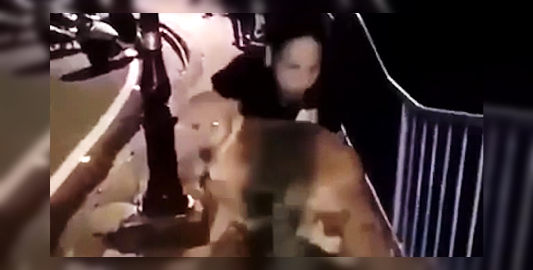 Identifican y atrapan a tipo que arrojó a perrito desde puente