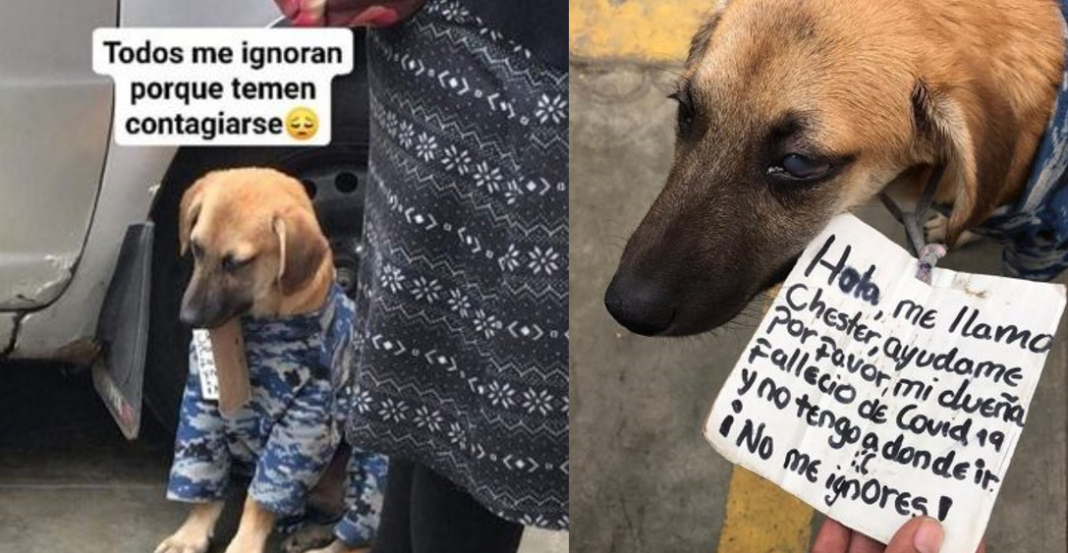 Peludo se queda sin familia, su dueña murió de COVID-19