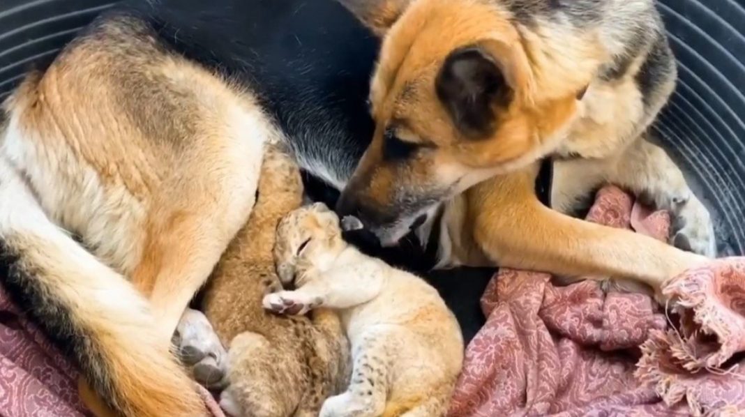 Hermosa perrita adopta a dos cachorros de león